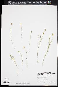 Polygala nuttallii image