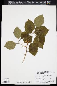 Crataegus calpodendron image