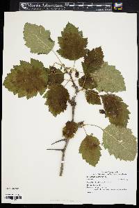 Crataegus pennsylvanica image