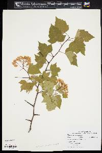 Crataegus phaenopyrum image