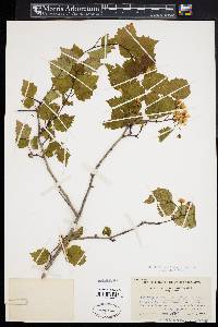 Crataegus pruinosa image