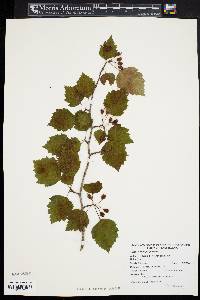 Crataegus pruinosa image