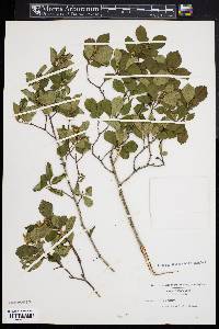 Crataegus uniflora image