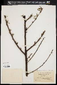 Prunus persica image