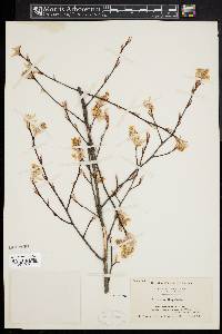 Amelanchier oblongifolia image