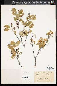 Amelanchier humilis image