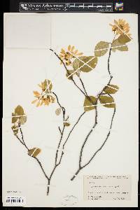 Amelanchier amabilis image