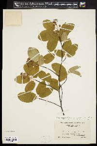 Amelanchier canadensis image