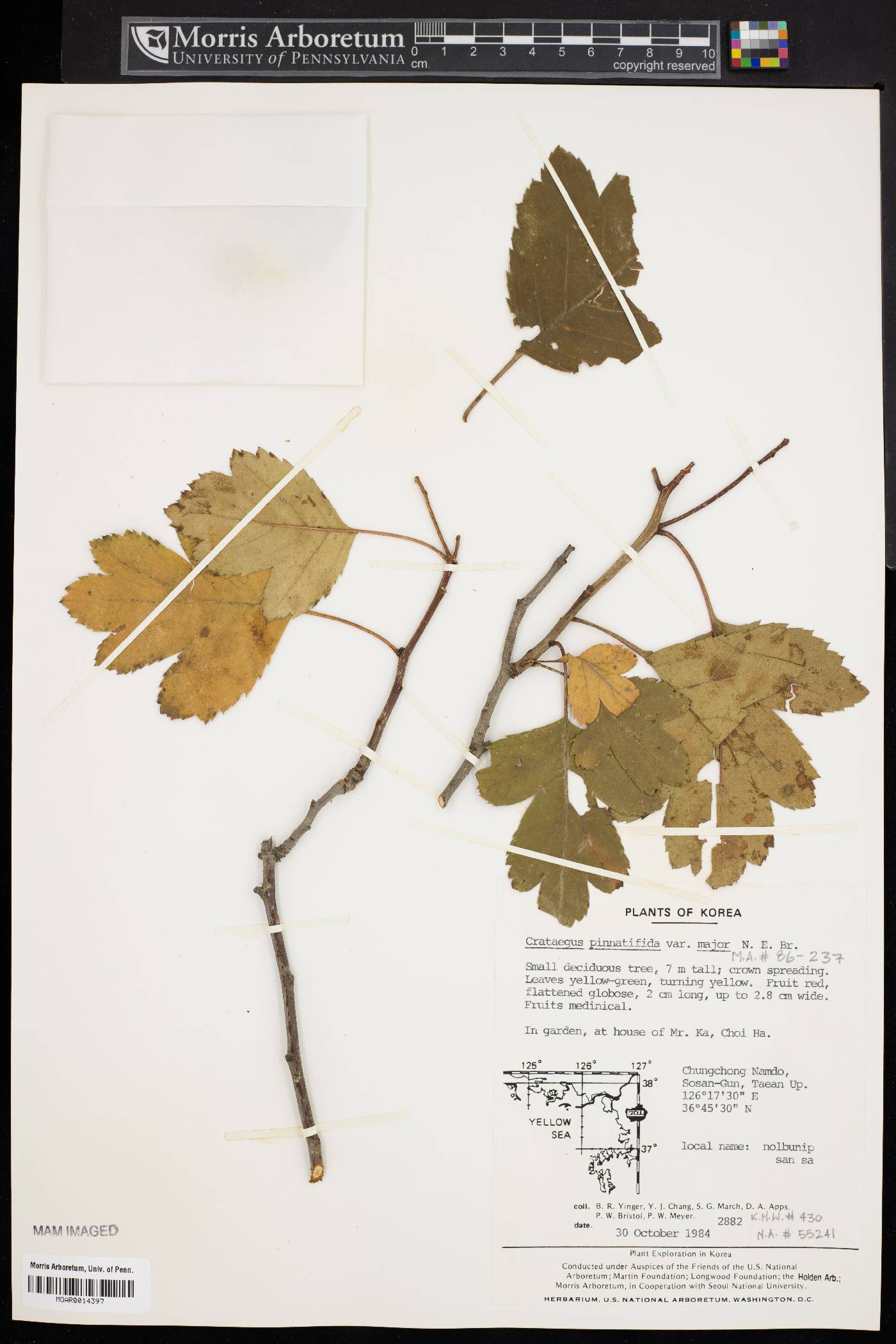 Crataegus pinnatifida var. major image