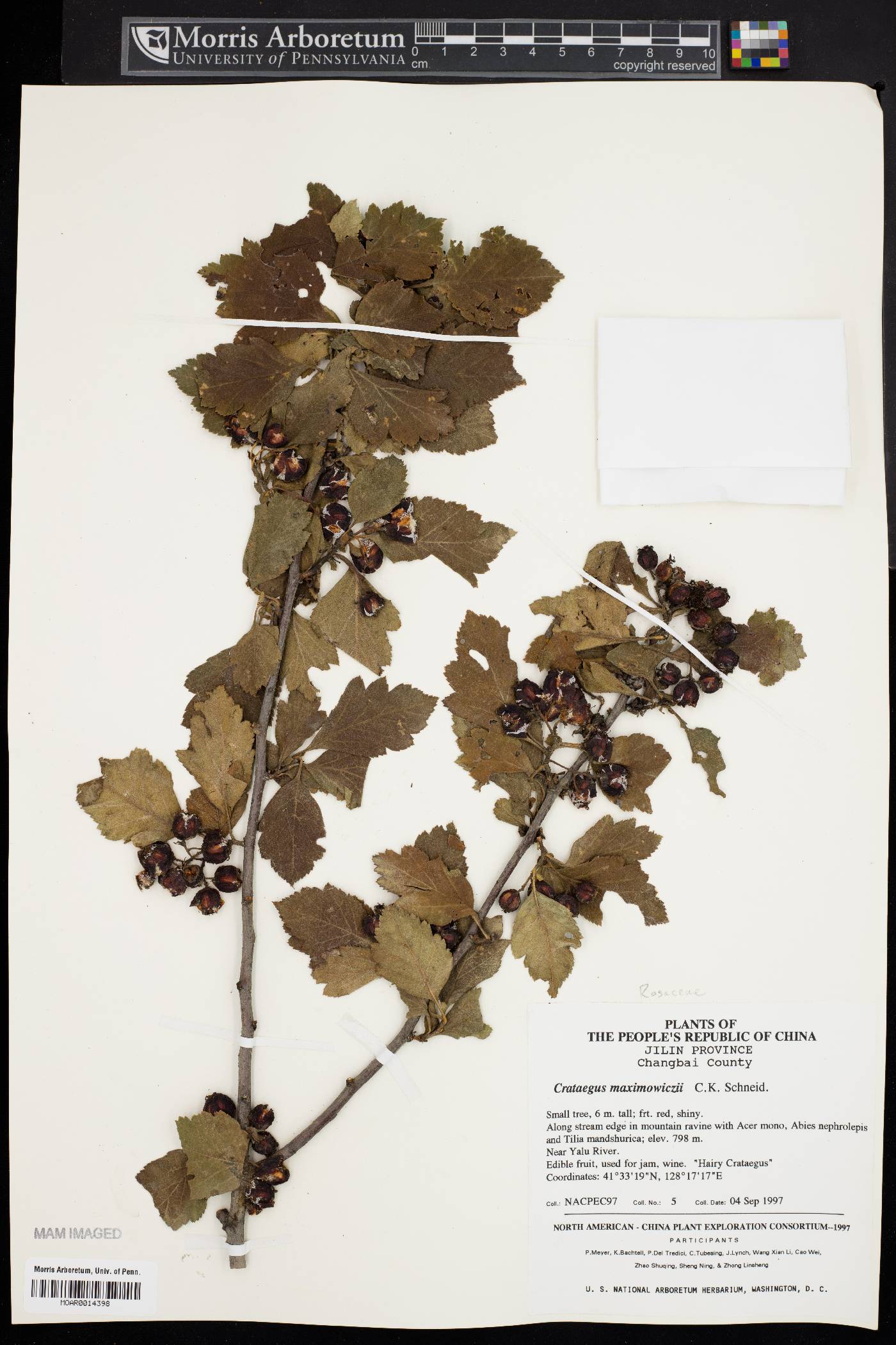 Crataegus maximowiczii image