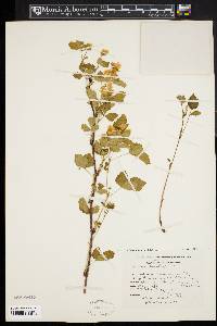 Rubus flagellaris image