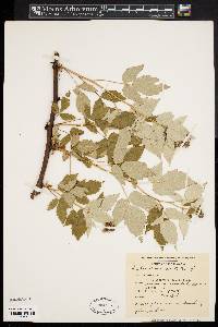 Rubus occidentalis image