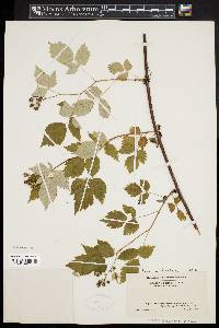 Rubus occidentalis image