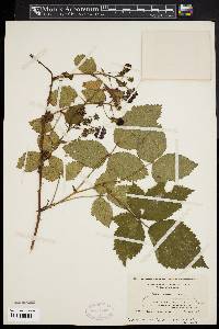 Rubus pensilvanicus image