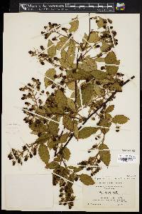 Rubus pensilvanicus image