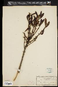 Myrica cerifera image