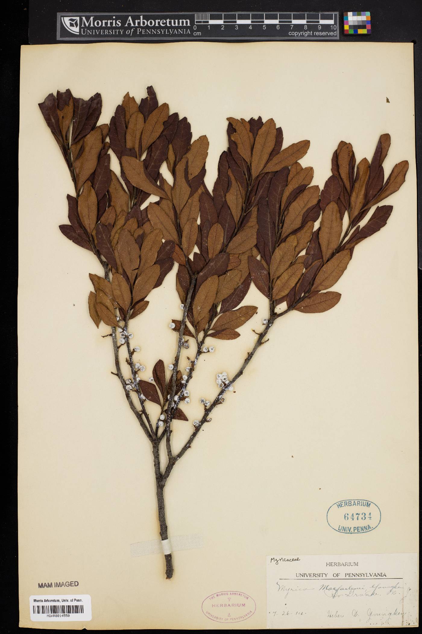 Myrica x macfarlanei image