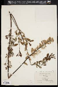 Salix humilis var. tristis image