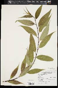 Salix lucida image