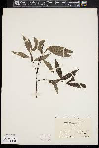 Salix myricoides image