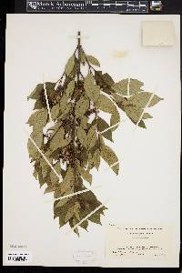 Cornus racemosa image