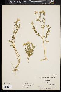 Polemonium reptans image