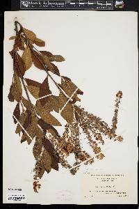 Clethra alnifolia image