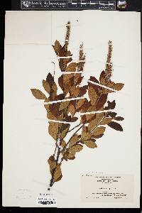 Clethra alnifolia image