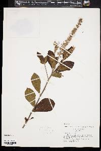 Clethra alnifolia image