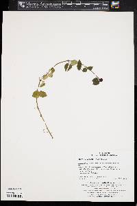 Mitchella undulata image