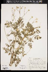 Tanacetum partheniifolium image