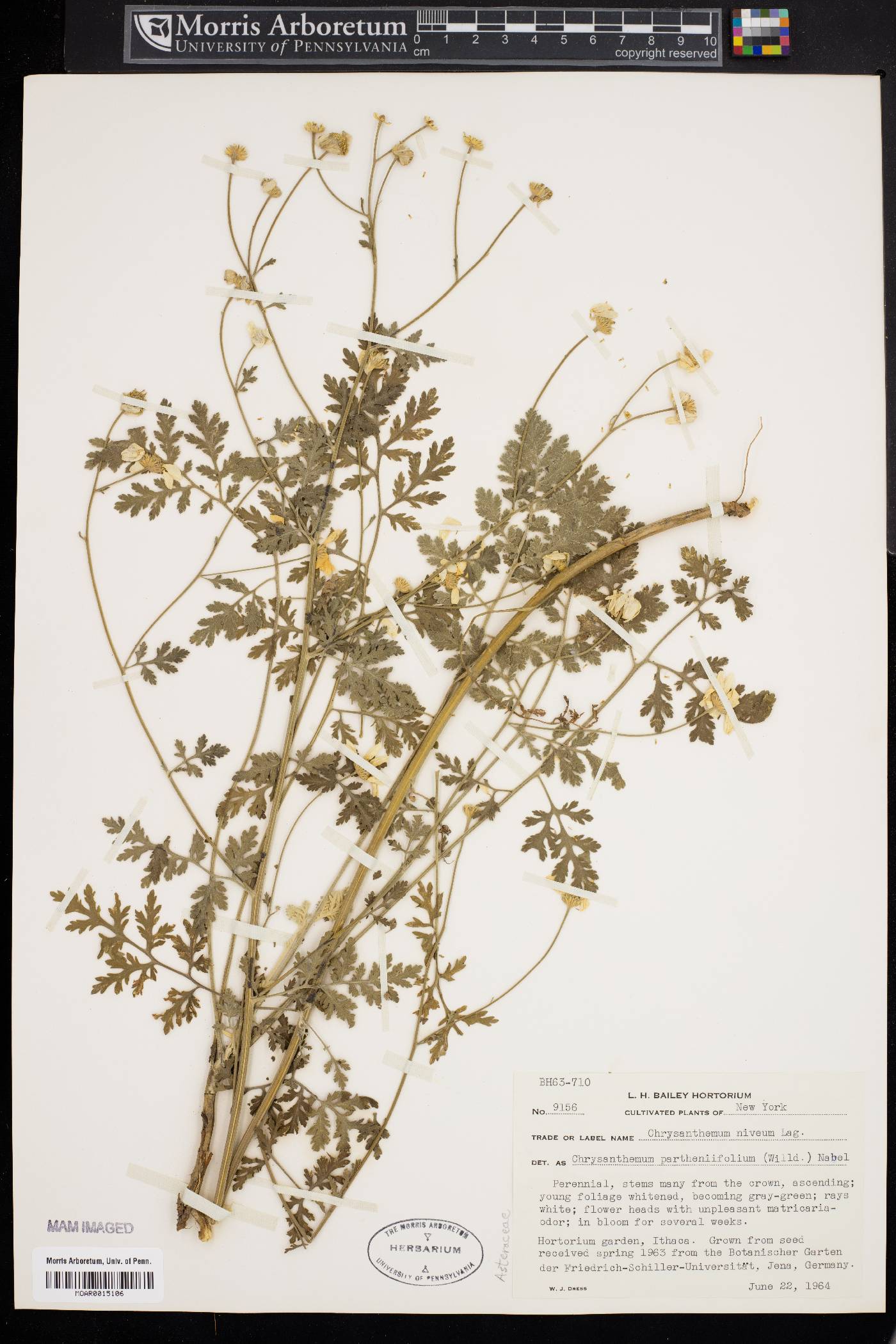 Tanacetum partheniifolium image