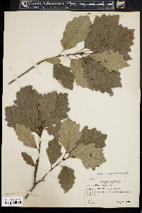 Quercus prinoides image