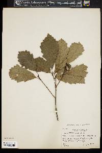 Quercus prinoides image