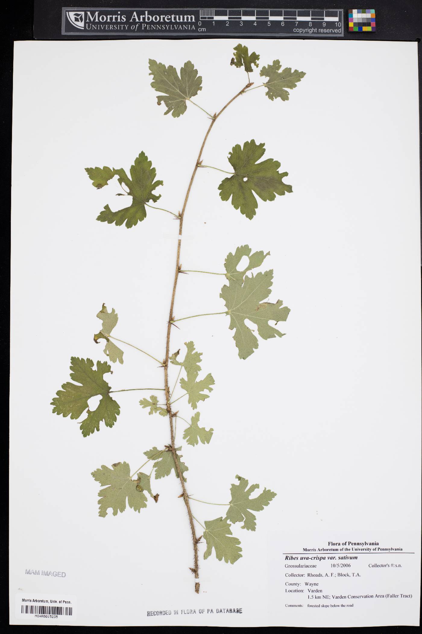 Ribes uva-crispa var. sativum image