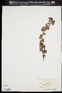Ribes uva-crispa image