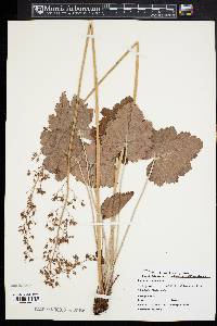 Heuchera americana image