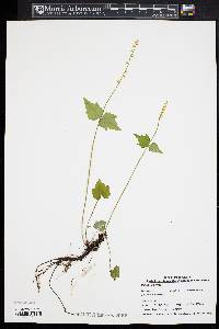 Mitella diphylla image