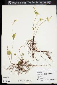 Mitella diphylla image