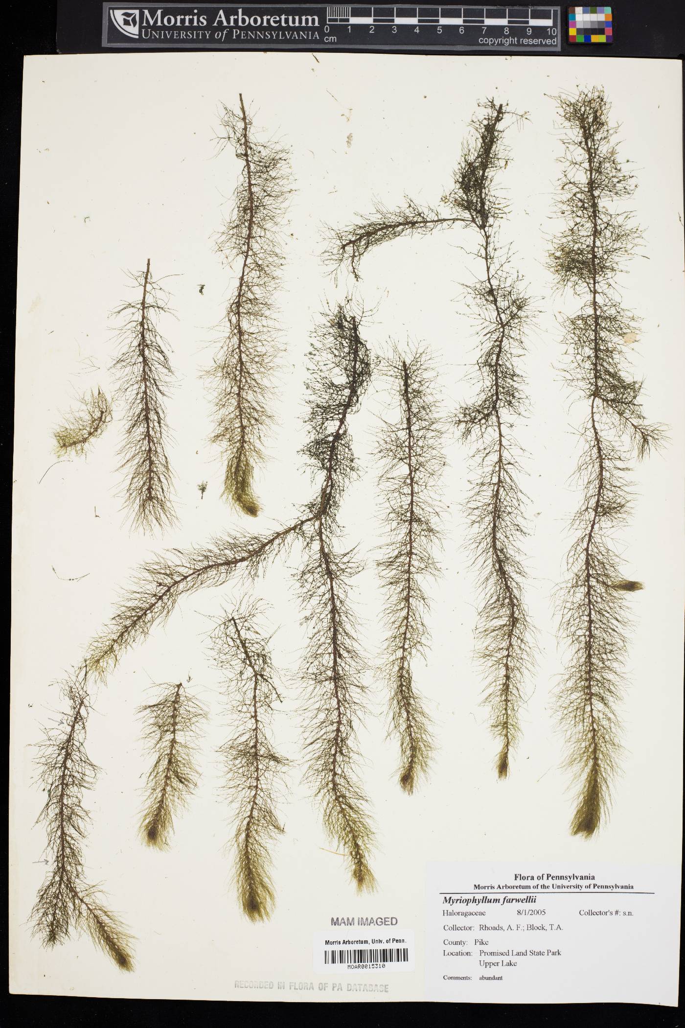 Myriophyllum farwellii image