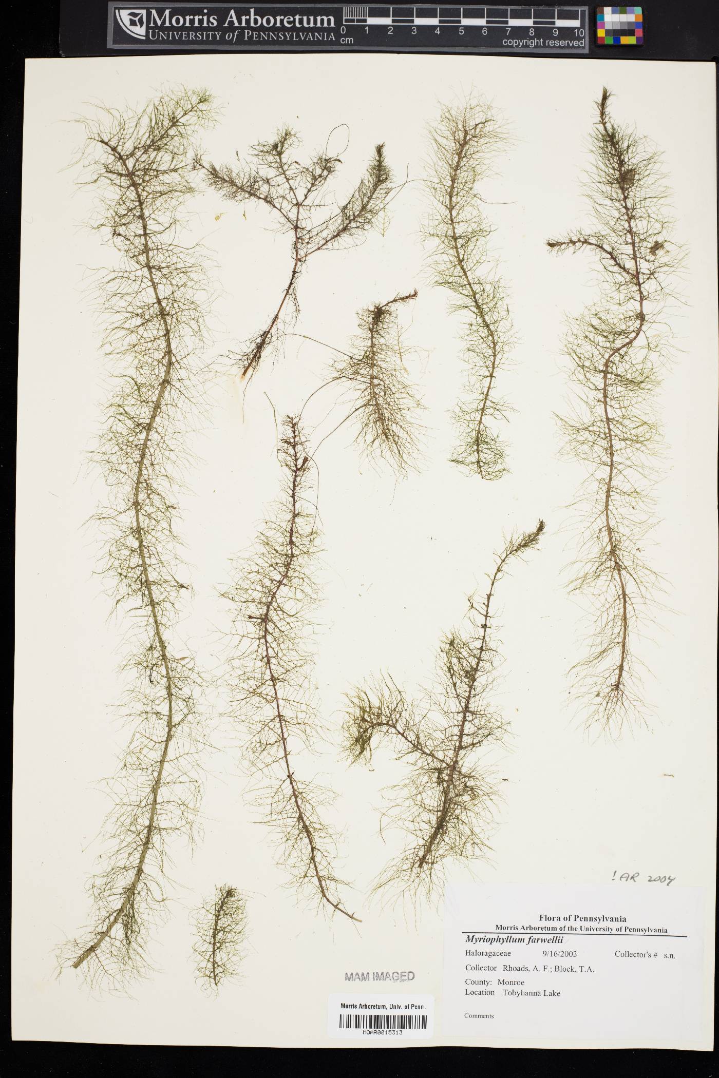 Myriophyllum farwellii image