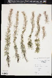 Myriophyllum farwellii image