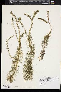 Myriophyllum heterophyllum image