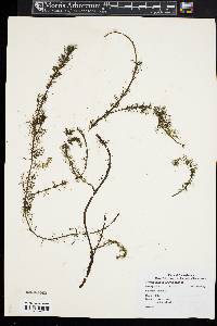 Myriophyllum heterophyllum image