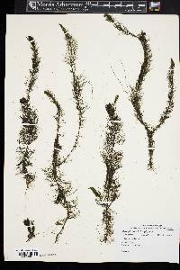 Myriophyllum heterophyllum image