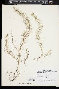 Myriophyllum humile image