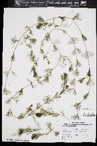 Myriophyllum spicatum image