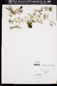 Myriophyllum spicatum image