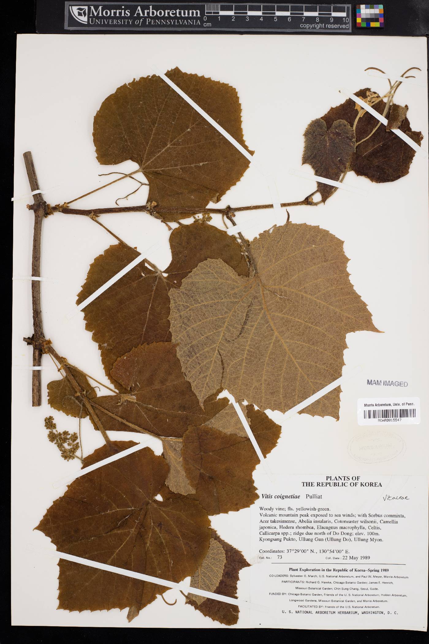 Vitis coignetiae image