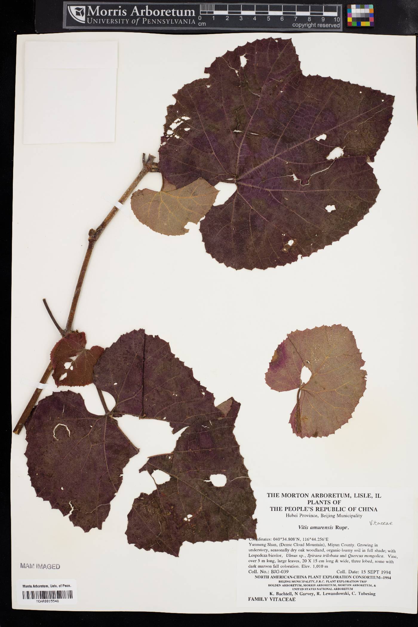Vitis amurensis image